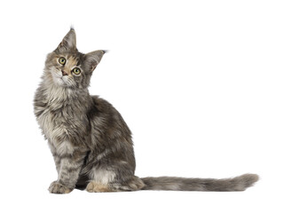 Cute blue tortie Maine Coon cat kitten, sitting up side ways. Looking towards camera. Isolated on a...