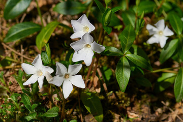 Kleines Immergrün ( Vinca minor )	