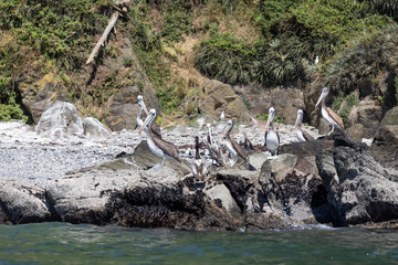 Pelicans on the rocks at the beach of Isla Maiquillahue near Valdivia, Chile