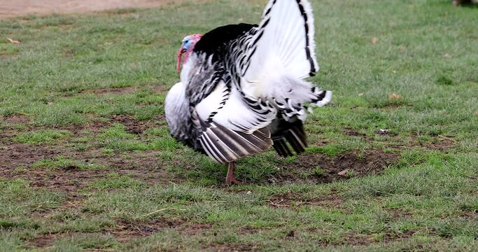 Beautiful Royal Palm Turkey Walking Fast On The Farm. Close Up View Portrait - DCi 4K Resolution
