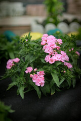 flowers in a garden