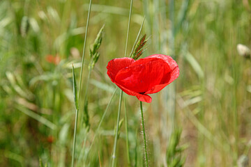 Obraz premium Beautiful red poppies on the field