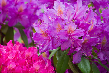 Pink and purple rhododendron close-up growing in the garden