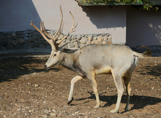 The male Père David's deer (Elaphurus davidianus) in zoo