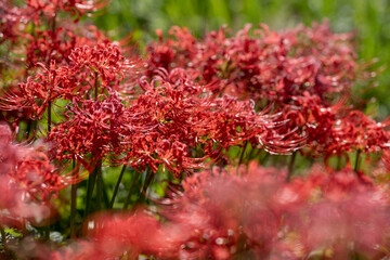 彼岸花　リコリス　赤