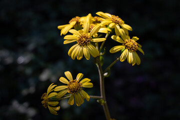 ツワブキ　黄色　花