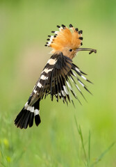 Eurasian hoopoe bird in flight close up ( Upupa epops )