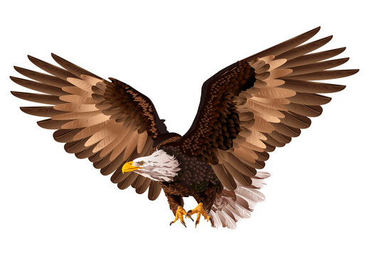 Eagle vector illustration, can be used for mascot, logo, tattoo, clothing and more. Born to be Wild. American bald eagle.