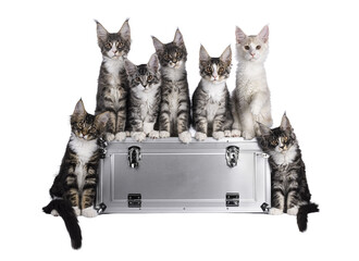 Litter of 7 amazing Maine Coon cat kittens, sitting up and beside a metal case. All looking curious...