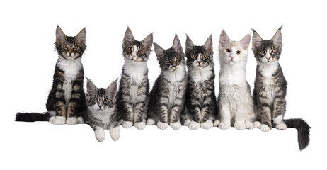 Perfect row of 7 amazing Maine Coon cat kittens, sitting beside each other on an edge. All looking curious towards camera. Isolated on a transparent background.