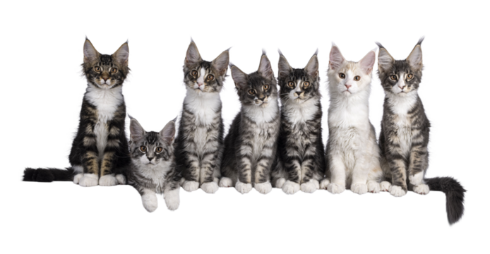 Perfect row of 7 amazing Maine Coon cat kittens, sitting beside each other on an edge. All looking curious towards camera. Isolated on a transparent background.
