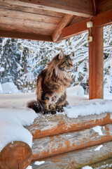 Beautiful portrait of maine coon cat in winter park, snowy frost background. Winter background. Copy space.