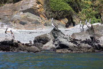 Pelicans on the rocks at the beach of Isla Maiquillahue near Valdivia, Chile