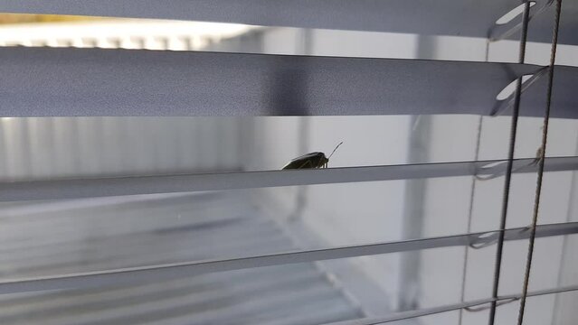 A large stink bug crawling across the glass window in the office