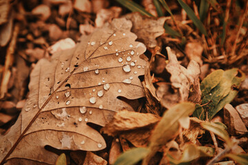 Feuilles d'automne et rosée