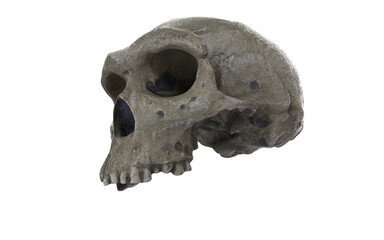 caveman skull with few tients on white background