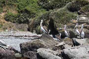 Pelicans on the rocks at the beach of Isla Maiquillahue near Valdivia, Chile