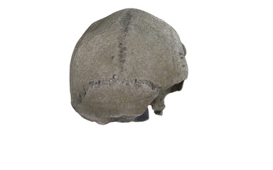 caveman skull with few tients on white background