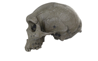 caveman skull with few tients on white background