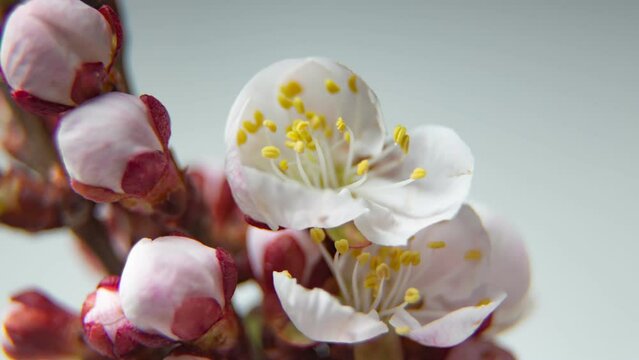 Fragrant composition. Time lapse with Spring footage with blooming white almond flowers on a light background. Yellow stamens move. Festive theme with delicate buds