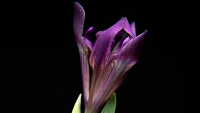 Spring footage with purple iris. Side view of the bud that opens. Timelapse. Amazing beauty of wild flowers. Background for a greeting card