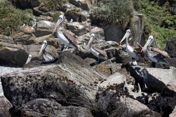 Pelicans on the rocks at the beach of Isla Maiquillahue near Valdivia, Chile