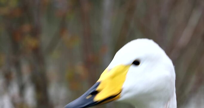 Beautiful Whooper Swan (Cygnus Cygnus). Close Up Bird Portrait - DCi 4K Resolution
