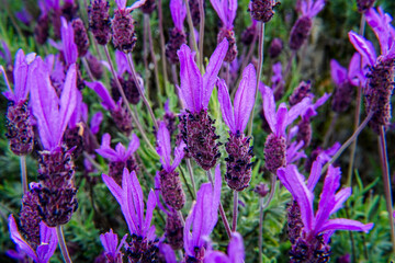 lavender field in region
Lavande