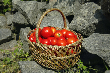 Red tomatoes in a wicker basket against the background of large stones. Autumn harvest of delicious...