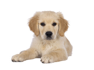 Adorable 3 months old Golden retriever pup, laying down facing front. Looking towards camera with dark brown eyes. Isolated on a transparent background.