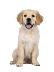 Adorable 3 months old Golden retriever pup, sitting up facing front. Loking towards camera with dark brown eyes. Isolated on a transparent background. Mouth open, tongue out.