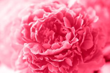 Pink peony flower, closeup, macro. Natural background, soft focus. Demonstrating of viva magenta - color of the year 2023