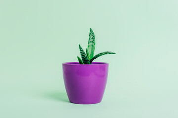 Aloe plant, Aloe Barbadensis in a purple pot on light green background, closeup