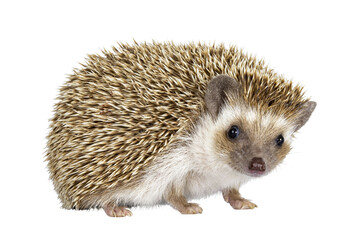 Cute young oak brown African pygmy hedgehog, standig side ways. Looking straight towards camera. Isolated cutout on transparent background.