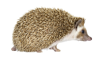 Cute young oak brown African pygmy hedgehog, walking side ways. Looking straight ahead away from...