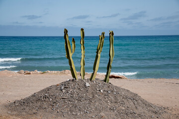 cactus en la playa