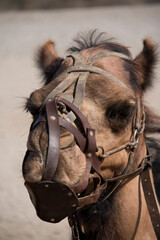 camello 2
