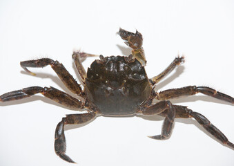 モクズガニ　白背景