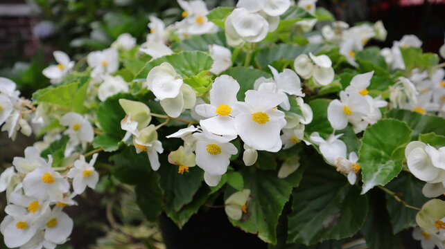 Blooming white flower Wax begonia green leaves at the pot.