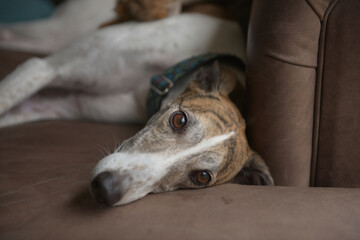 Adorable dog, pet greyhound, looks at camera with big brown eyes
