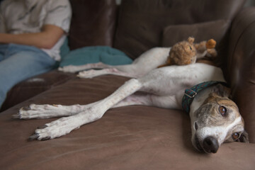 Full body of greyhound dog lying sideways on sofa, owner in background