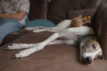 Greyhound dog squints eyes napping on leather sofa. Owner background