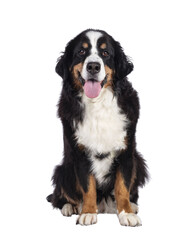 Pretty adult Berner Sennen dog, sitting up, facing camera. Looking towards lense. Isolated cutout on a transparent background.