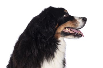 Head shot of pretty adult Berner Sennen dog, sitting up. Looking to the side away from camera. Isolated cutout on a transparent background.