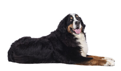 Pretty adult Berner Sennen dog, laying down side ways. Looking towards camera. Isolated cutout on a...