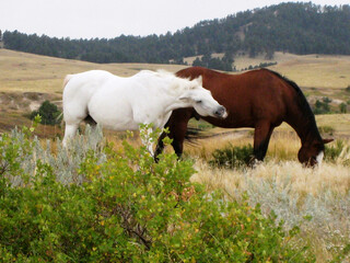 Obraz premium A pair of horses on the prairie