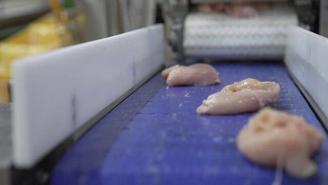 poultry farm conveyor, butchered chicken carcasses, fresh breast and fillet go along the line, at a large poultry meat production plant
