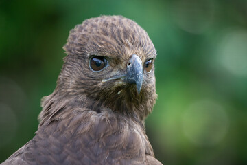 Close up of a black eagle Ictinaetus malaiensis native to southeast Asia with bokeh background 
