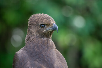 Close up of a black eagle Ictinaetus malaiensis native to southeast Asia with bokeh background 