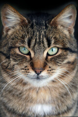 Portrait of cute grey street cat